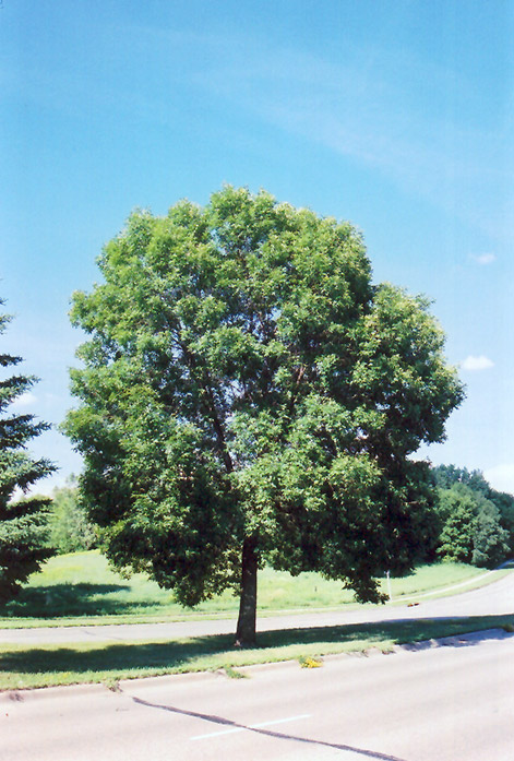 12 Fast-Growing Trees for Shade Without Messy Roots